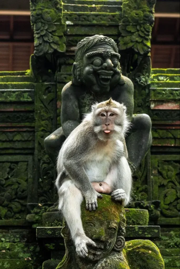 Ubud Tour - Gallery Image 4